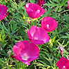 Lavender, pink bloom