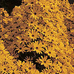 Yellow bloom