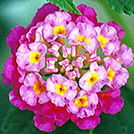 Rose-pink bloom