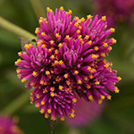 Pink and yellow bloom
