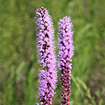 Pink bloom