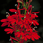 Red bloom