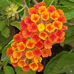 Yellow orange and red bloom