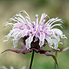 Pink bloom