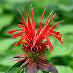 Red bloom