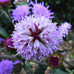 Purple-pink bloom