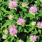 Pink/Lavender bloom