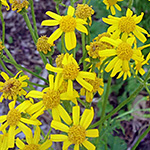 Yellow bloom