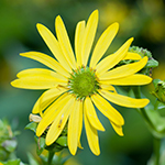 Yellow bloom