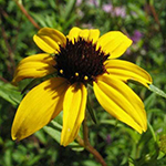 Yellow rays and purple-brown center disk