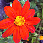 Orange bloom