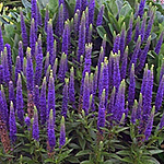 Violet bloom