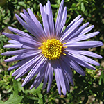 Blue rays with yellow center disk