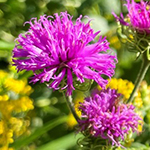 Pink-purple bloom
