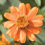 Orange bloom