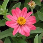 Pink bloom