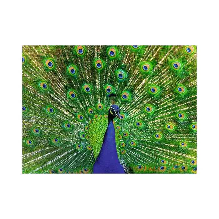 Ravensburger Peacock 500 Piece Jigsaw Puzzle