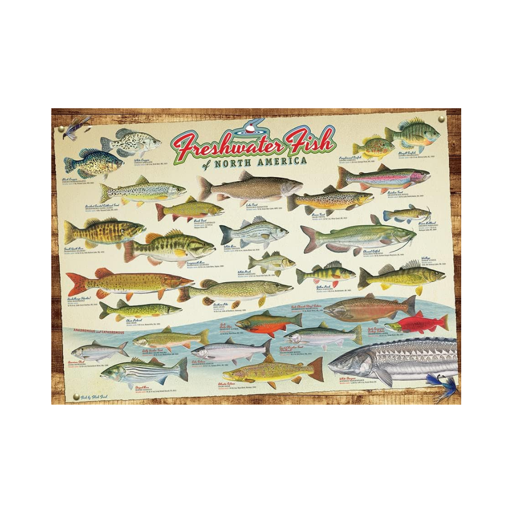 Cobble Hill Freshwater Fish of North America – 1000 Piece Puzzle