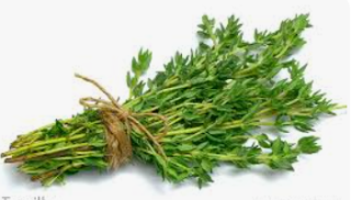 Semilla de Tomillo - peso 0.5g aprox 2,500 semillas