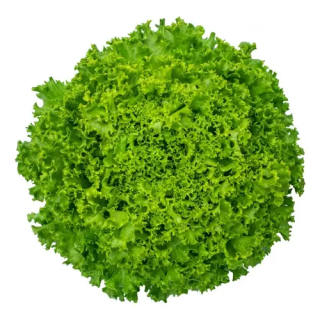 Semilla Lechuga Sementel Batavia crespa verde lata 5000 semillas peletizadas