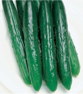 Semilla Pepino Largo Japonés F1 Shisen bolsa x 10 semillas