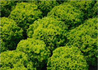 Semilla Lechuga Cascabel Batavia crespa verde oscuro aprox 250 semillas peletizadas