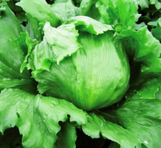 Semilla Lechuga Iceberg Americana  Great Lakes 118 - 1000 semillas aprox