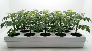 Almaciguera Hidroponika 18 de PVC  multicapa con protección UV blanco