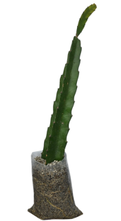 Plantula de Pitahaya