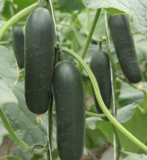 Semilla Pepino USA bolsa x 20 semillas
