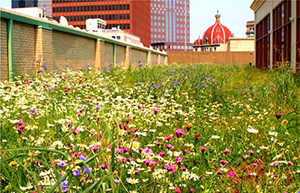 rooftop_garden