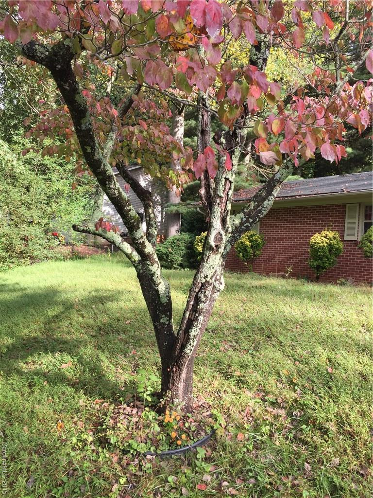 315 Royal Pines Drive - Photo 11