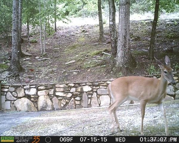 200 Deer Lane - Photo 2