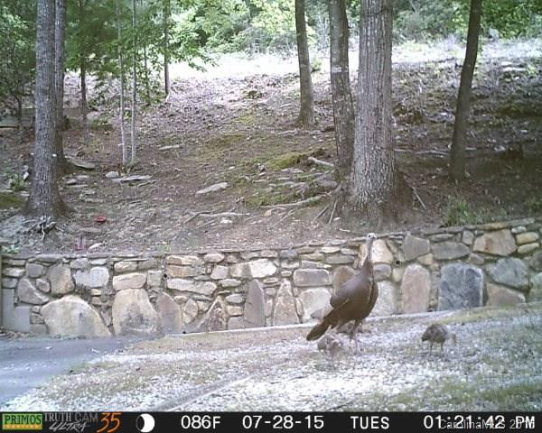 200 Deer Lane - Photo 3