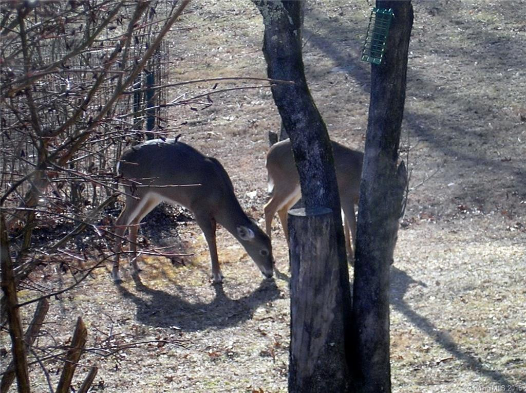 6441 Big Hungry Road - Photo 9