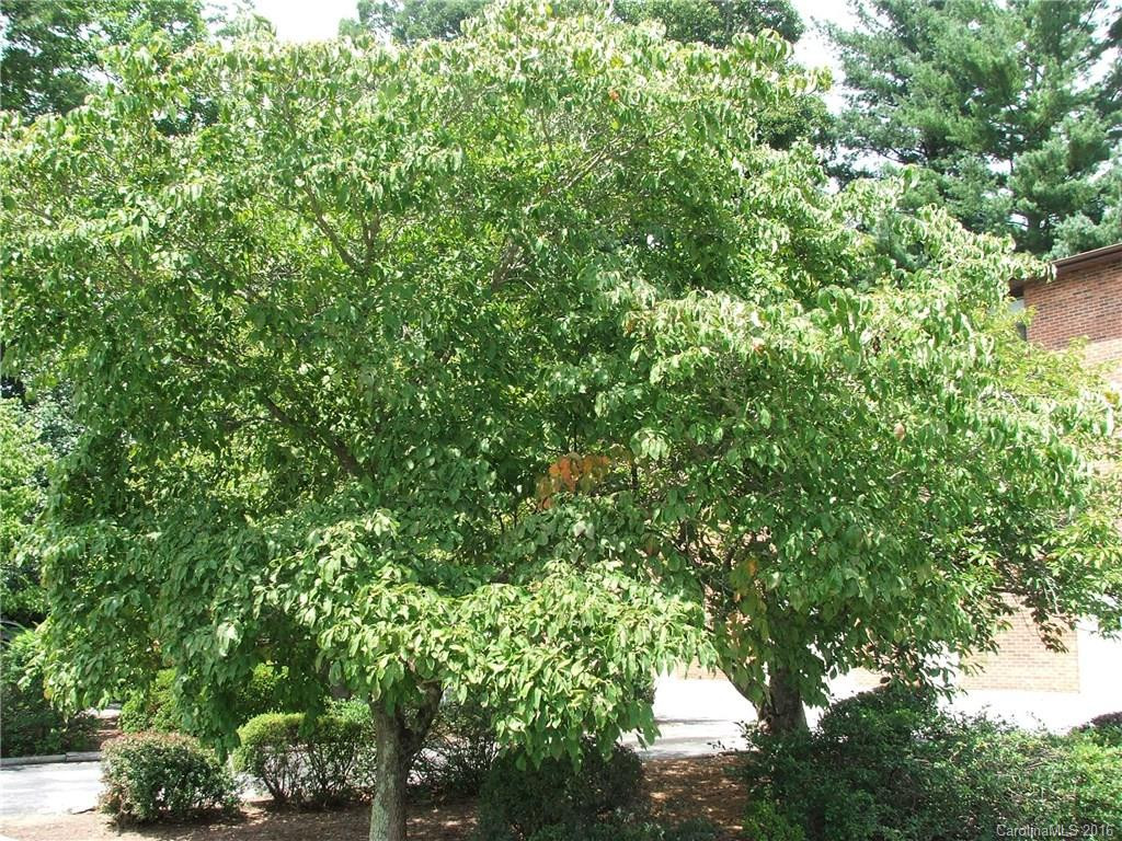 103 Oakwood Place #3 - Photo 13