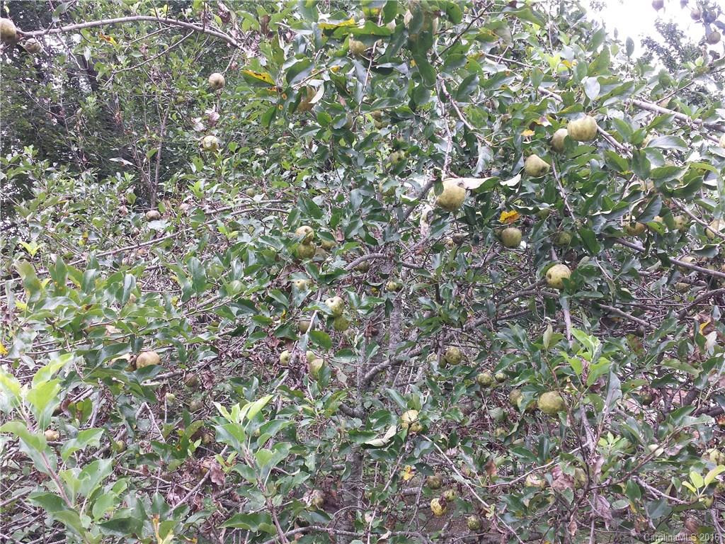 207 Lichen Lane #50 - Photo 5