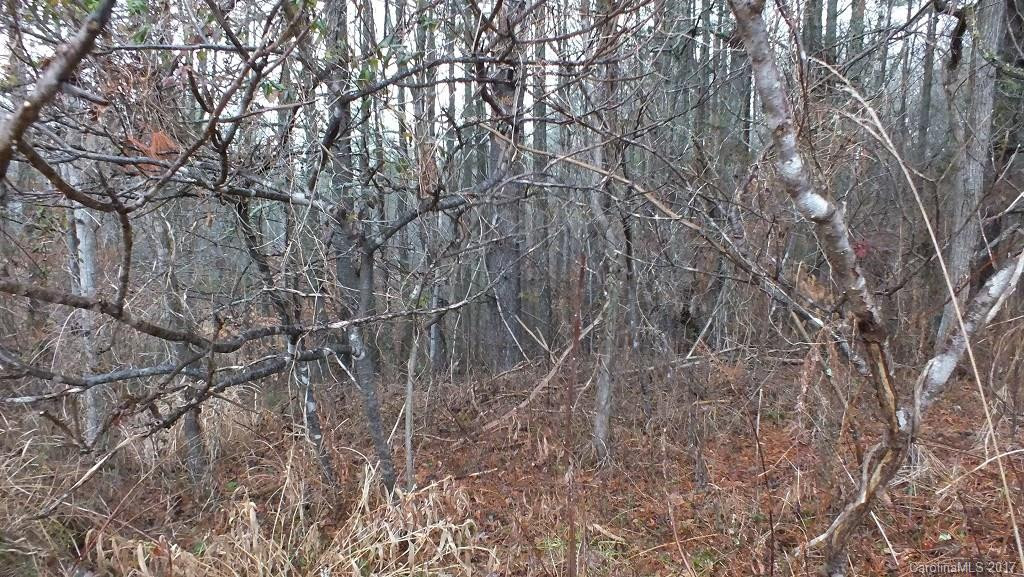 5.25 Acres Bull Creek Road - Photo 9