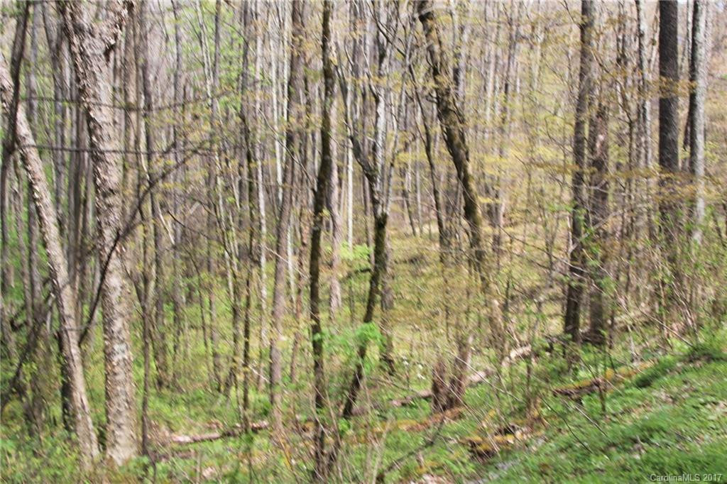 0000 Big Spring Trail #61 - Photo 12