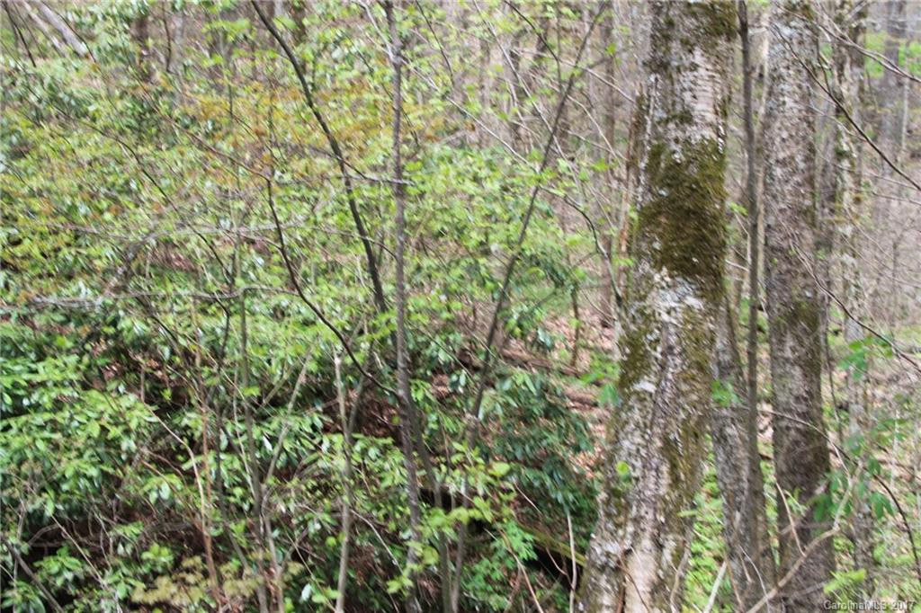 0000 Big Spring Trail #61 - Photo 16