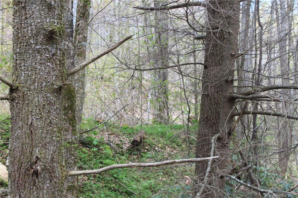 0000 Big Spring Trail #61 - Photo 5