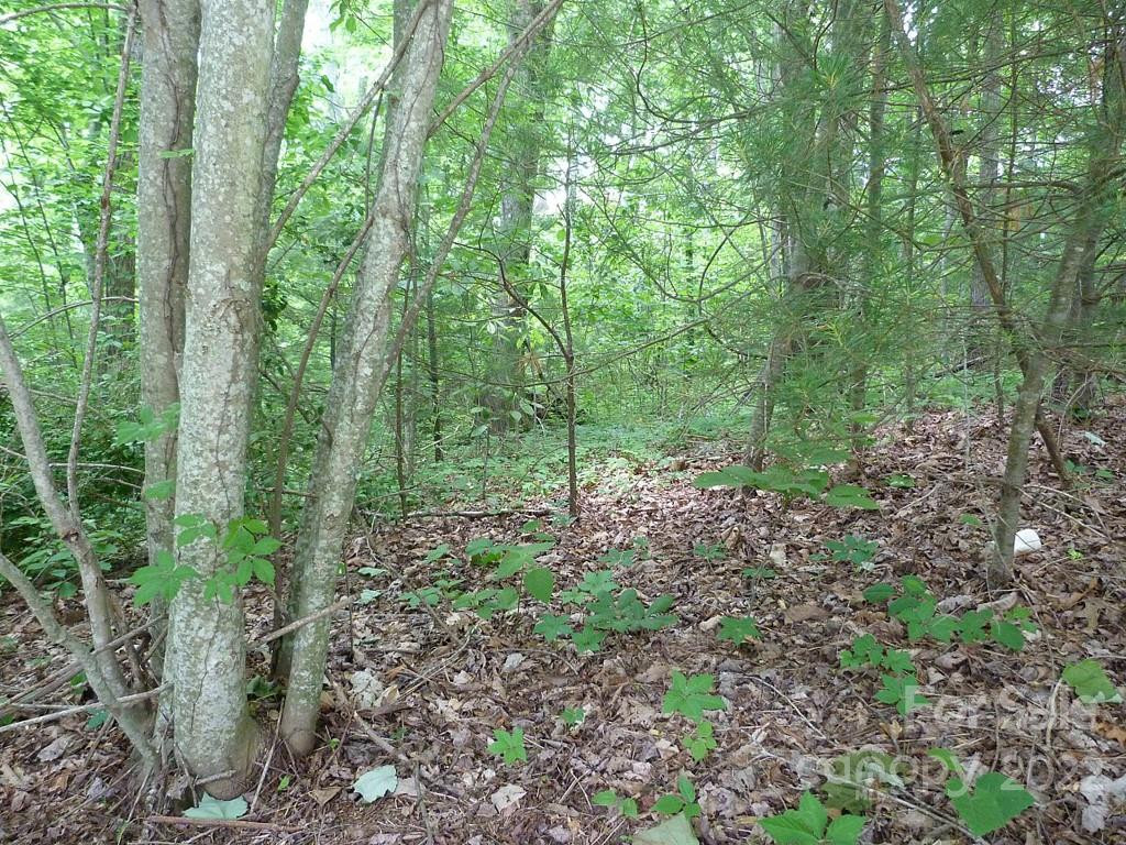 201 BENT PINE Trace #180 - Photo 9