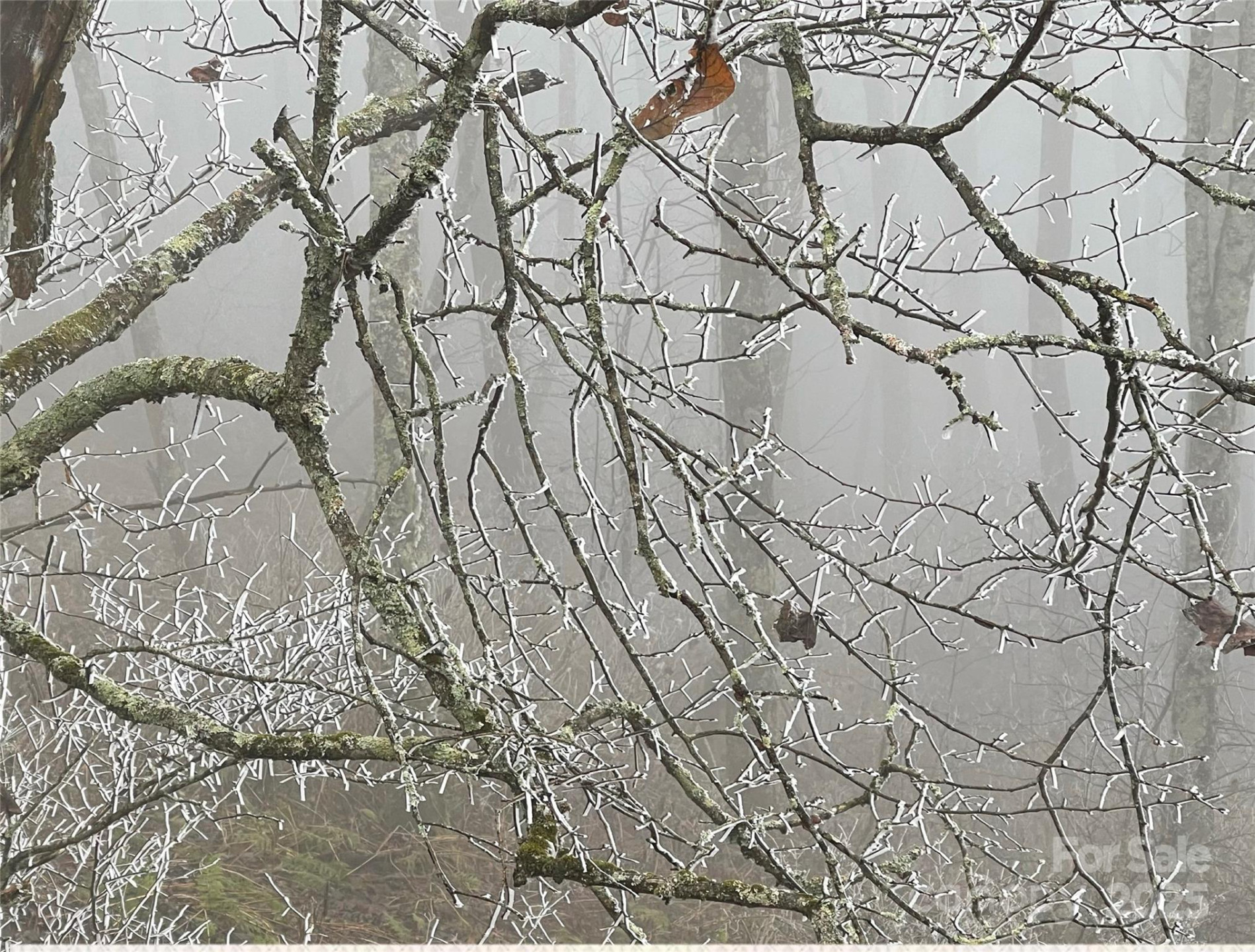 Lot #39 Ridge Top Circle - Photo 20