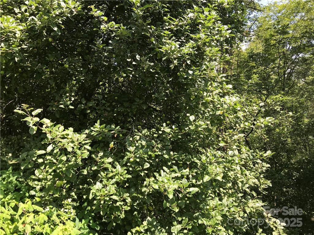 Lot #39 Ridge Top Circle - Photo 8