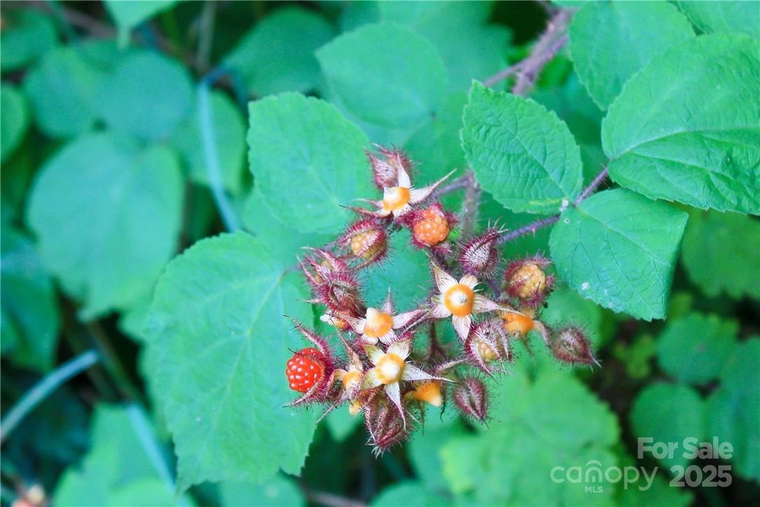TBD Greenyard Trail #7 - Photo 22