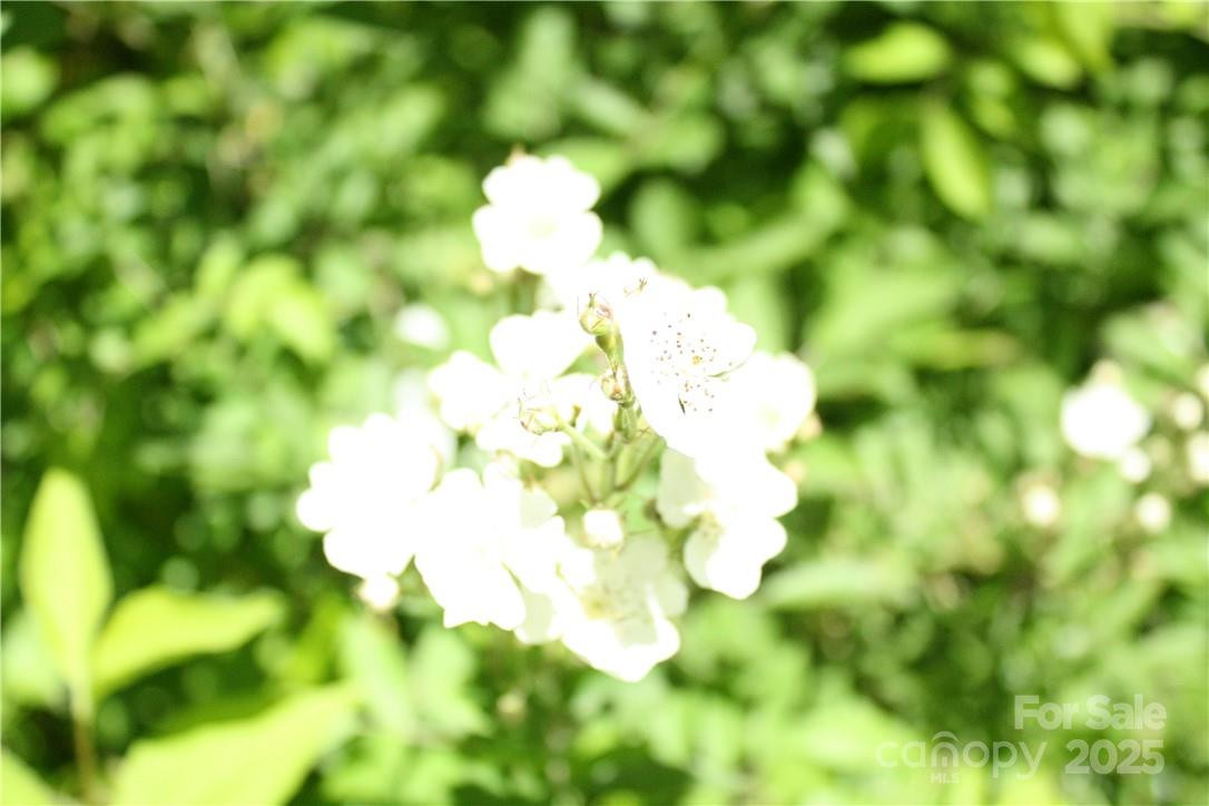 TBD Greenyard Trail #7 - Photo 4