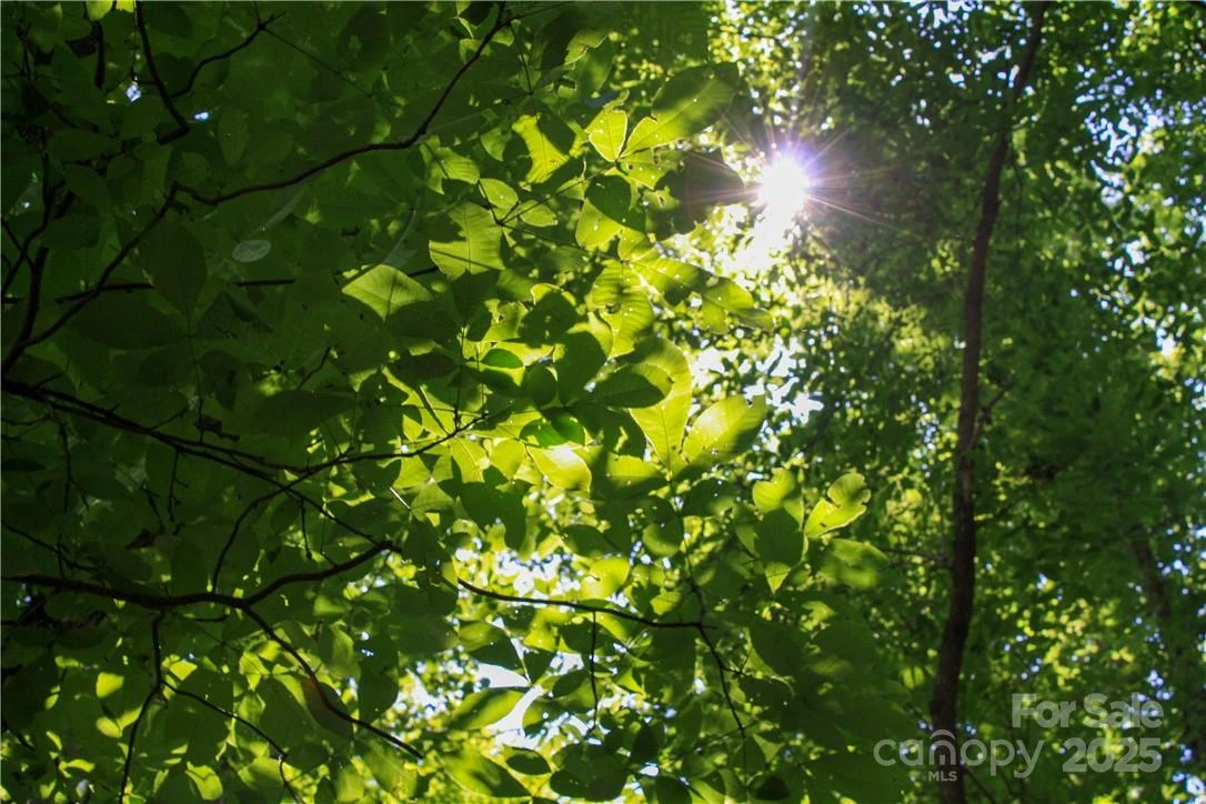 TBD Greenyard Trail #2 - Photo 16