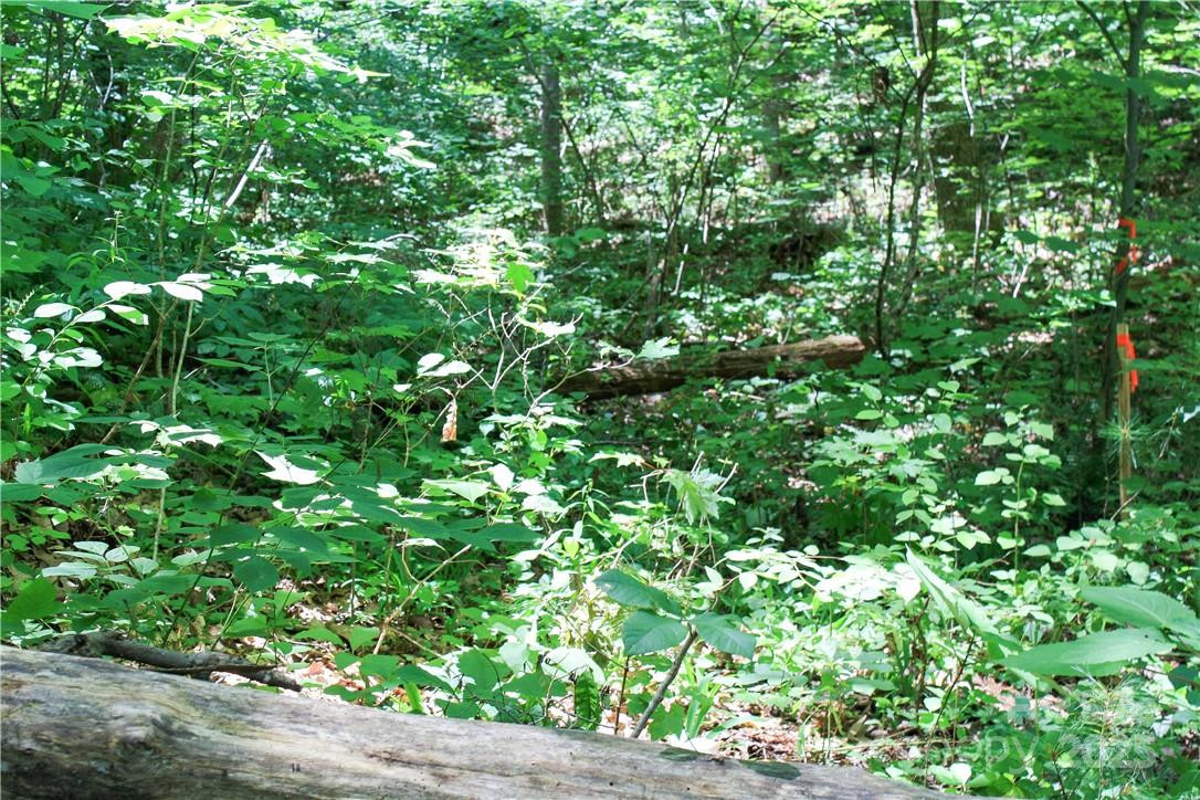 TBD Greenyard Trail #2 - Photo 18