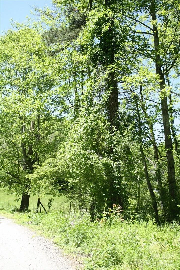 TBD Greenyard Trail #2 - Photo 4