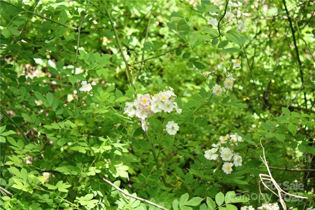TBD Greenyard Trail #2 - Photo 7